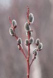 genus Salix