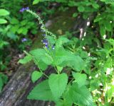 Scutellaria altissima. Верхушка цветущего растения. Краснодарский край, Туапсинский район, отрог ГКХ близ скалы Зуб, лиственный лес. 17.05.2014.