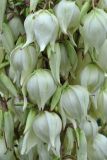 Yucca gloriosa