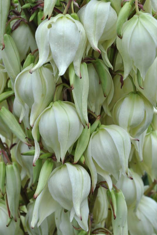 Изображение особи Yucca gloriosa.