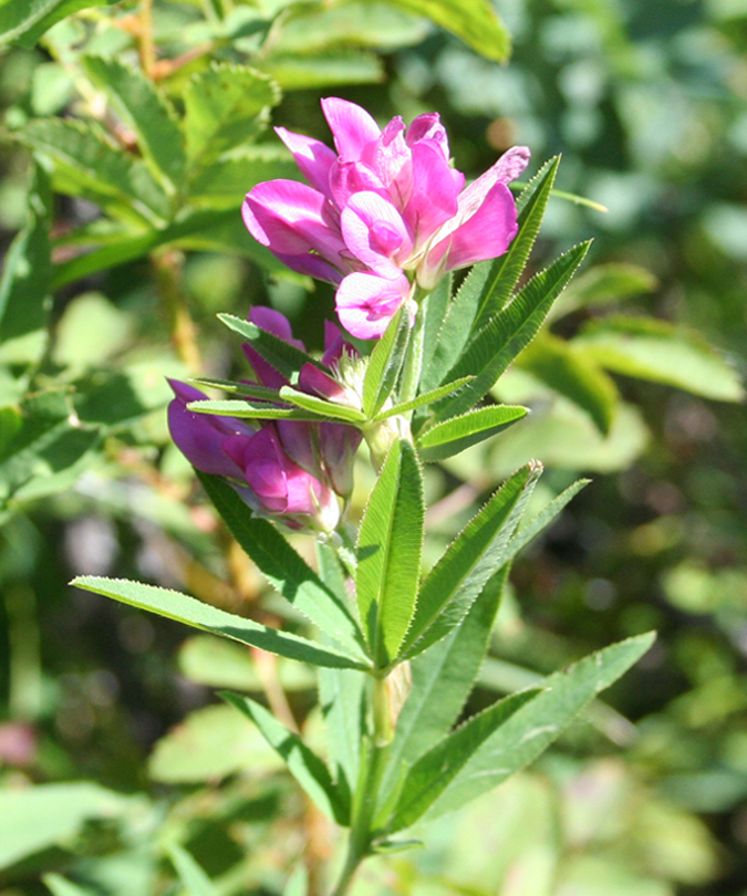 Image of Trifolium lupinaster specimen.