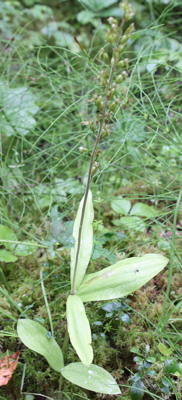 Image of Listera ovata specimen.