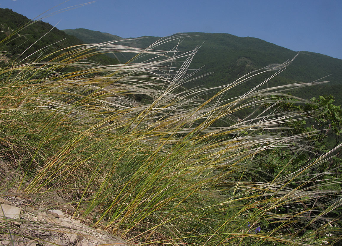 Изображение особи род Stipa.