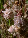 Cuscuta epithymum