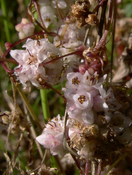 Изображение особи Cuscuta epithymum.