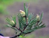 Pinus sylvestris. Верхушка ветви с микростробилами. Карелия, Ладожское озеро, остров Валаам. 19.06.2012.