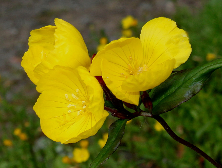 Изображение особи Oenothera perennis.