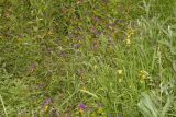 Melampyrum nemorosum. Аспект цветущих растений. Молдова, Каларашский р-н, лес возле с. Бравичи. 25.06.2014.