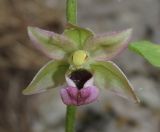 Epipactis helleborine. Цветок. Крым, окр. Ялты, гора Лапата, сосновый лес. 18 июля 2014 г.