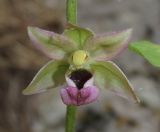 Epipactis helleborine. Цветок. Крым, окр. Ялты, гора Лапата, сосновый лес. 18 июля 2014 г.