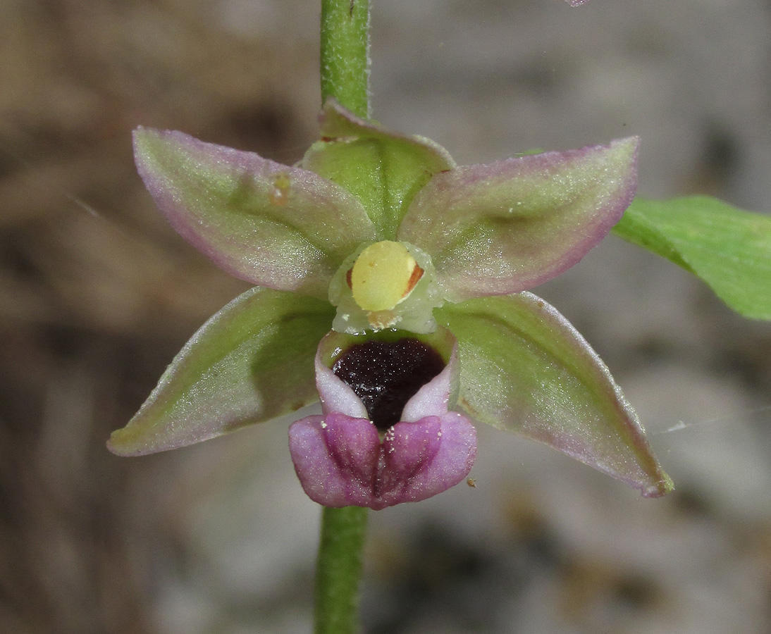 Изображение особи Epipactis helleborine.