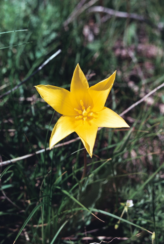 Image of Tulipa corynestemon specimen.