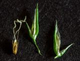Anthoxanthum odoratum