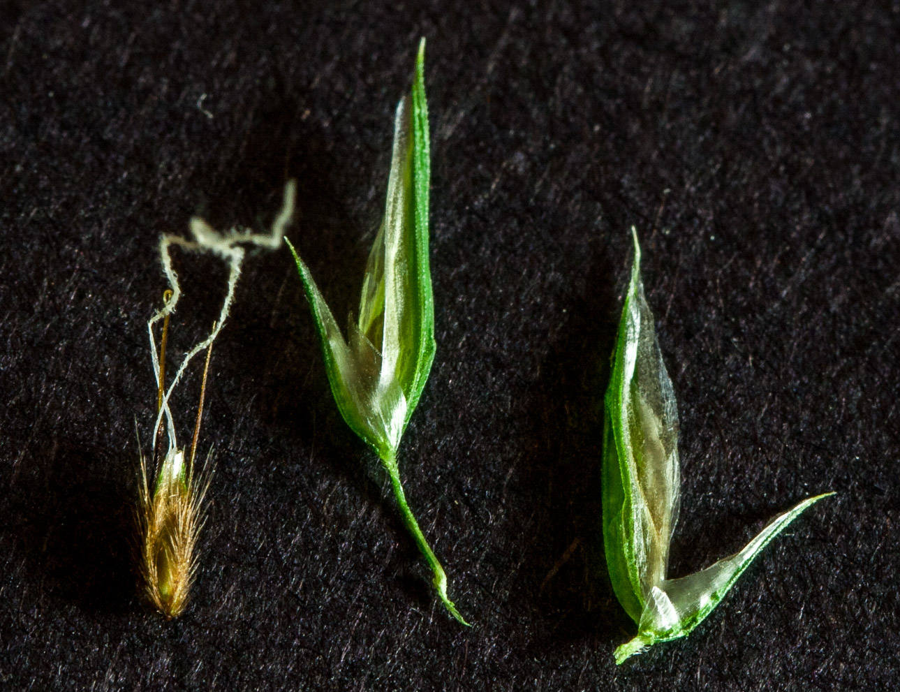 Изображение особи Anthoxanthum odoratum.