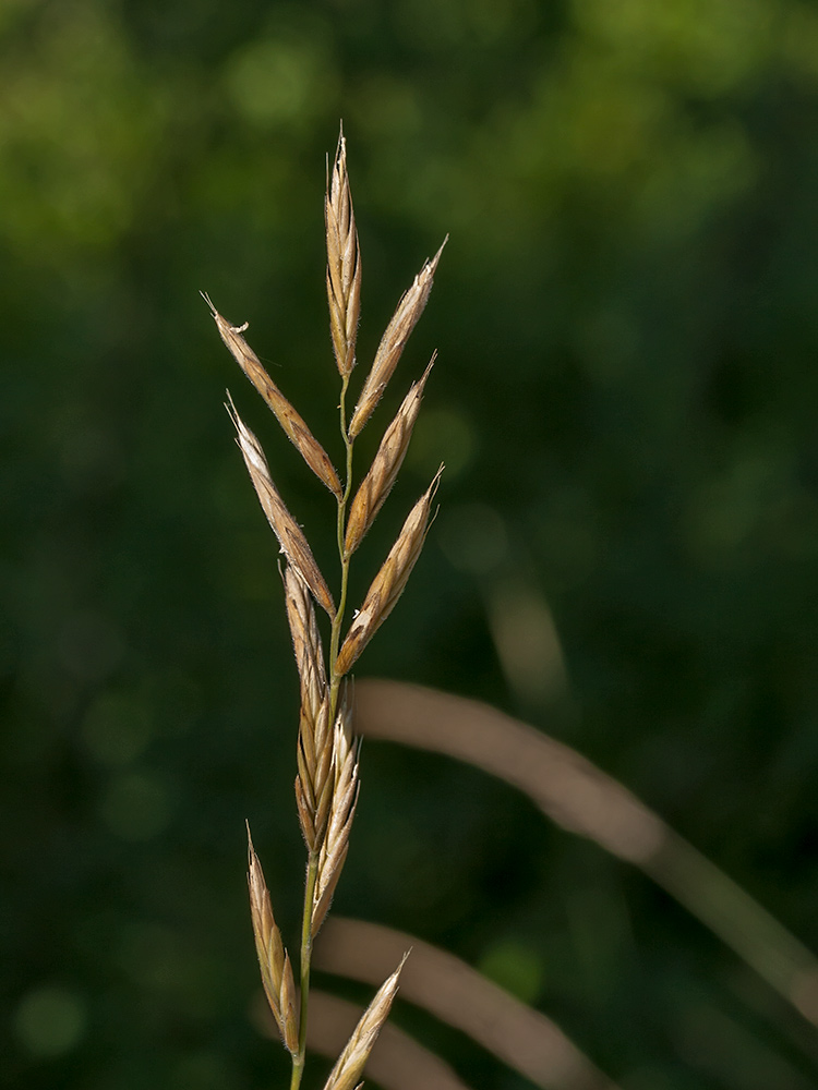 Image of Brachypodium pinnatum specimen.