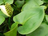 Calla palustris