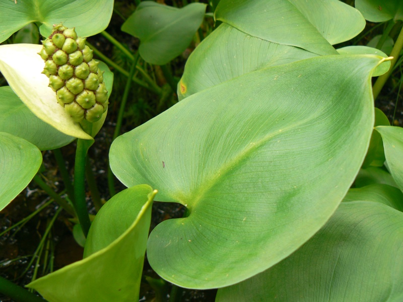 Image of Calla palustris specimen.