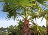 Washingtonia robusta. Верхняя часть побега с нижней частью листьев (у листьев видна их нижняя сторона). Германия, г. Дюссельдорф, Ботанический сад университета. 03.07.2014.