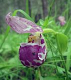 Cypripedium guttatum