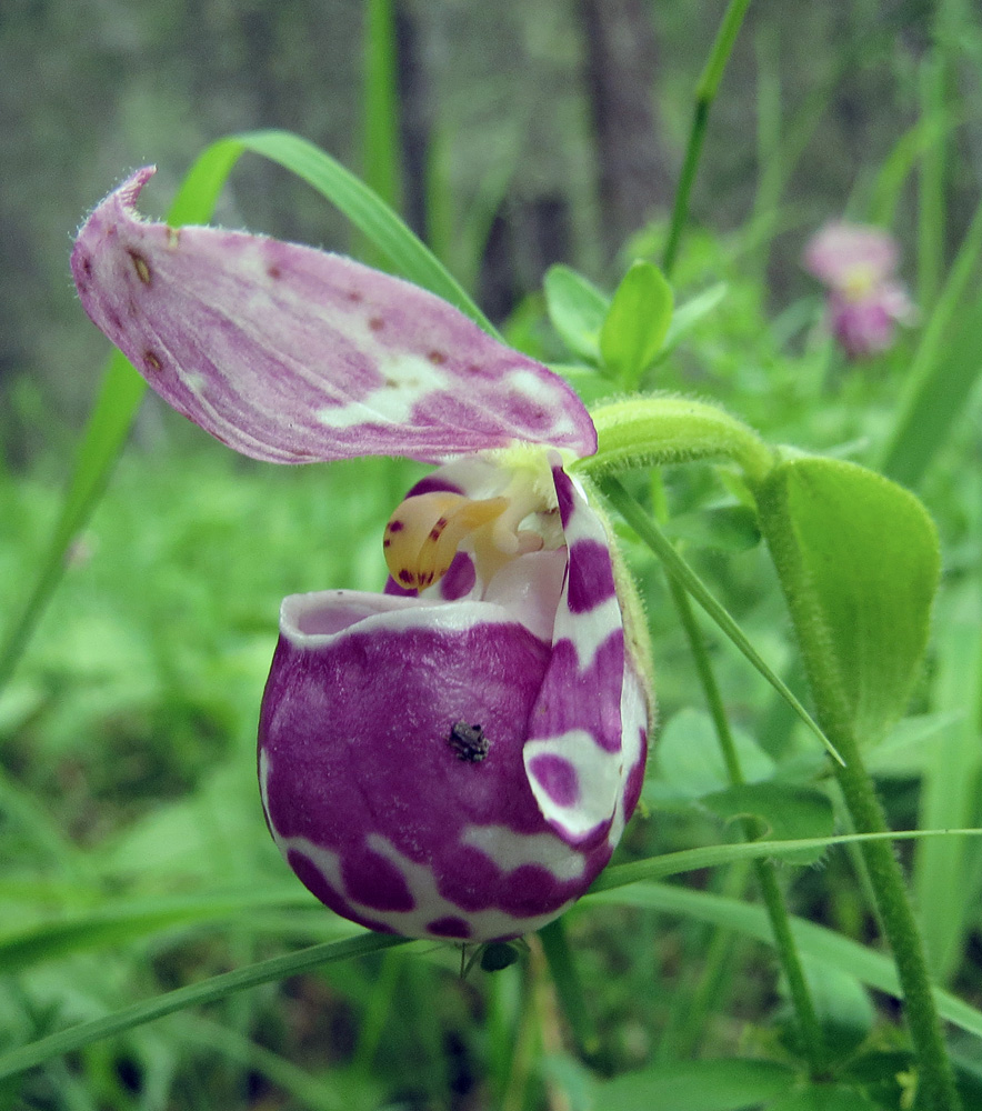 Изображение особи Cypripedium guttatum.