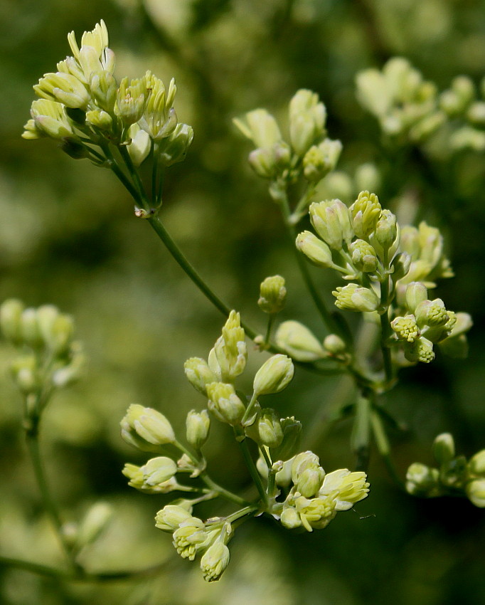 Image of genus Thalictrum specimen.