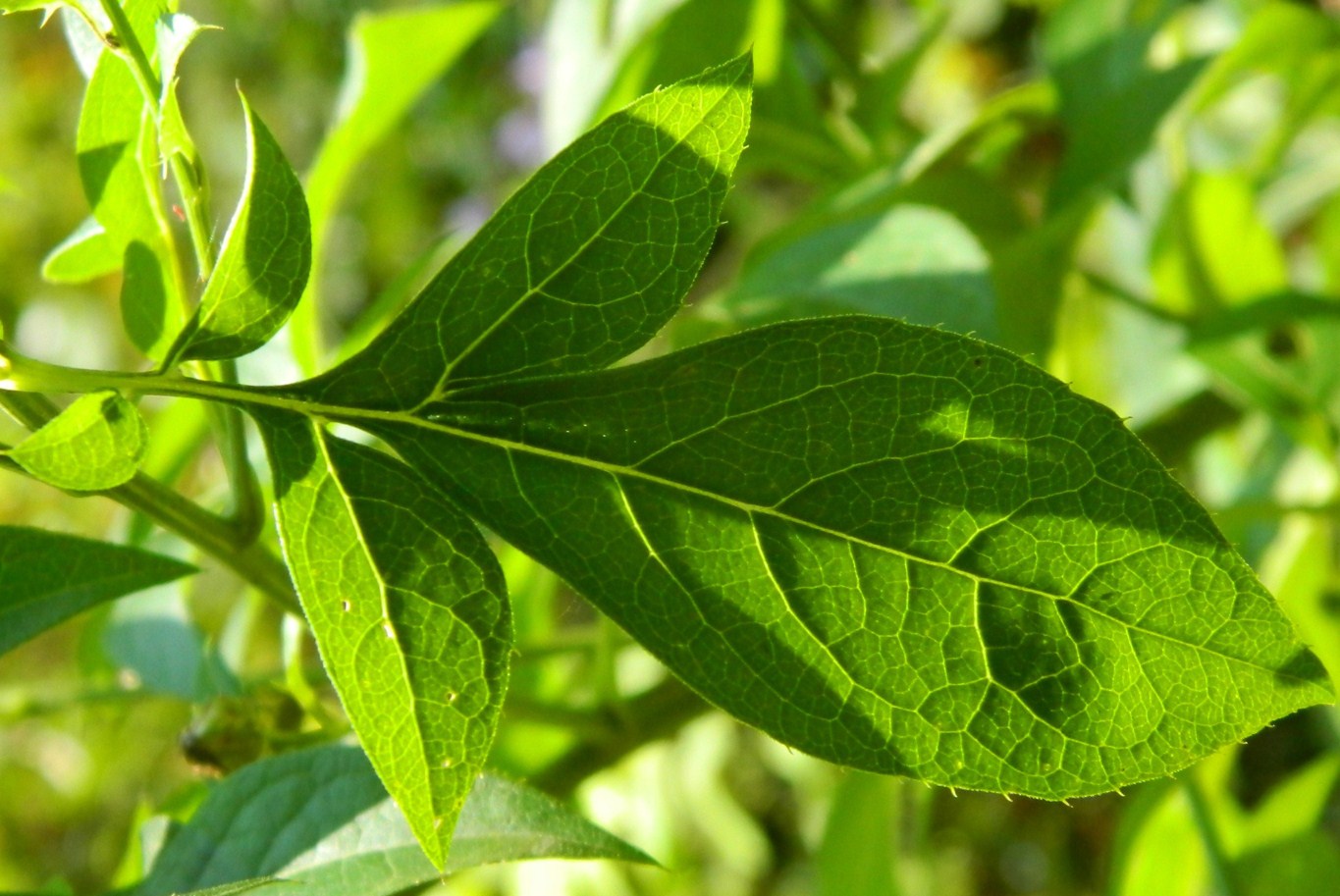 Image of Klasea quinquefolia specimen.