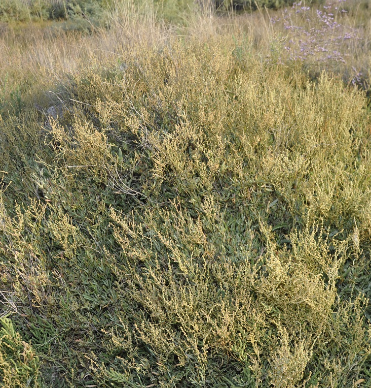 Image of Halimione portulacoides specimen.