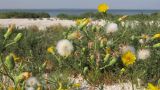 Sonchus arvensis. Верхушка цветущего и плодоносящего растения. Краснодарский край, м/о Анапа, окр. станицы Благовещенская, Кизилташский лиман, коса Голенькая, ракушечный пляж. 09.08.2014.