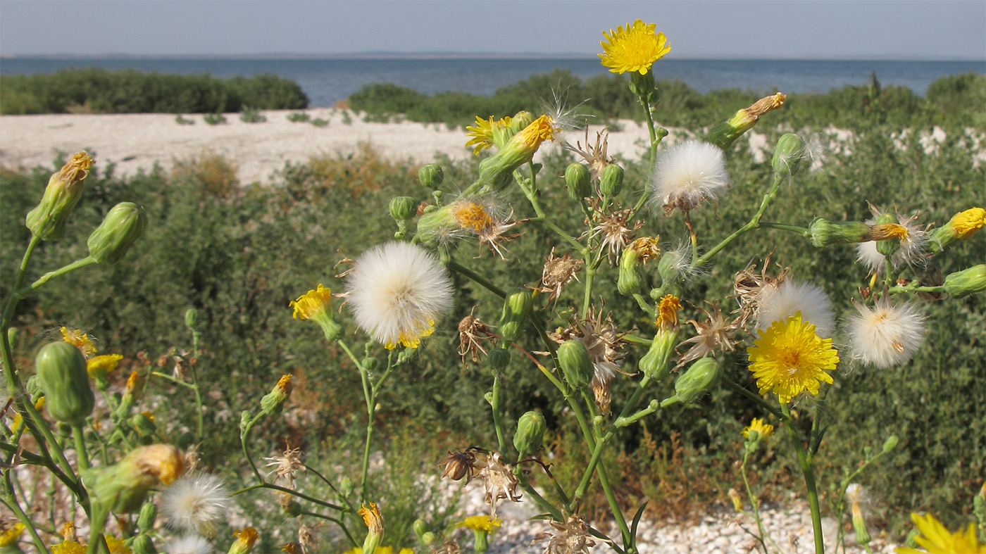 Image of Sonchus arvensis specimen.