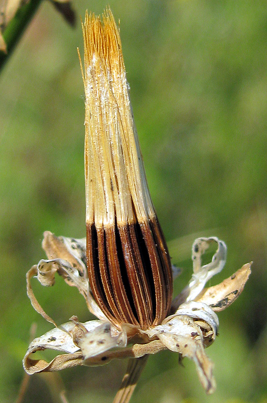 Image of familia Asteraceae specimen.