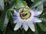 Passiflora caerulea