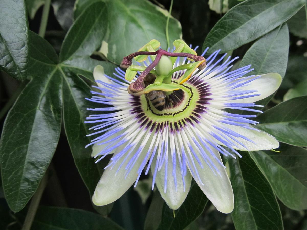 Изображение особи Passiflora caerulea.