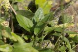 Valeriana alpestris