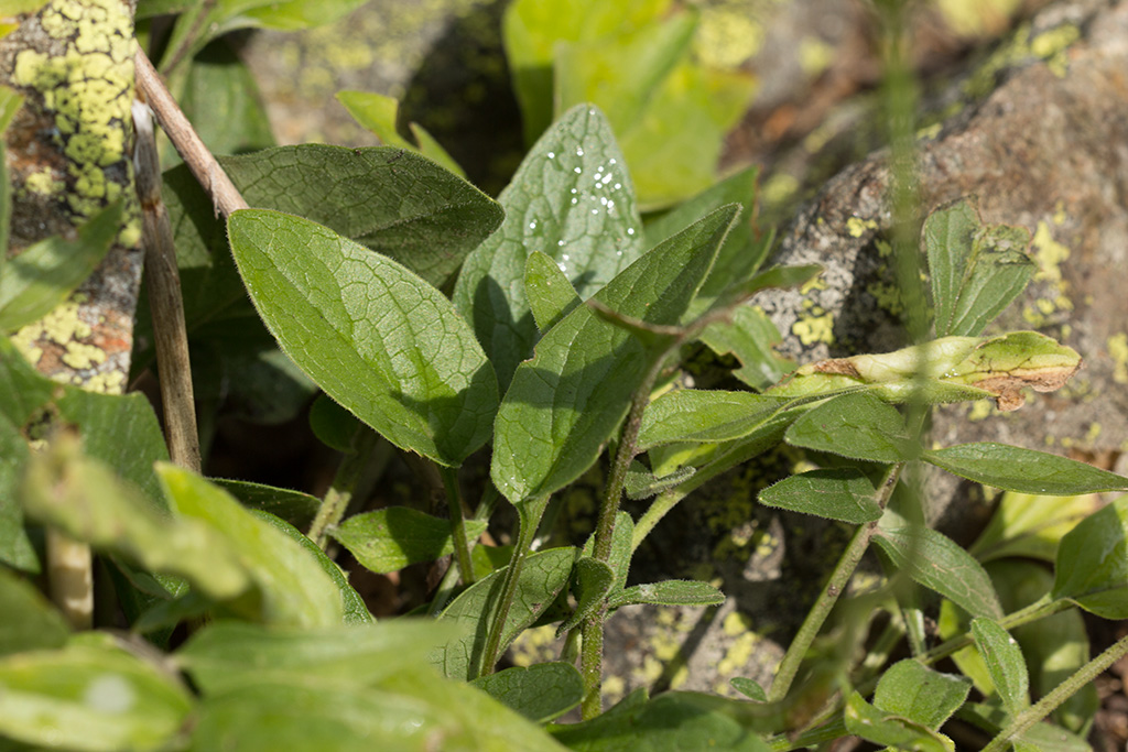 Изображение особи Valeriana alpestris.