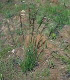 Deschampsia cespitosa. Расцветающееся растение. Московская обл., Раменский р-н, окр. ж.-д. платформы Хрипань, просека под ЛЭП. 13.06.2014.