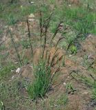 Deschampsia cespitosa