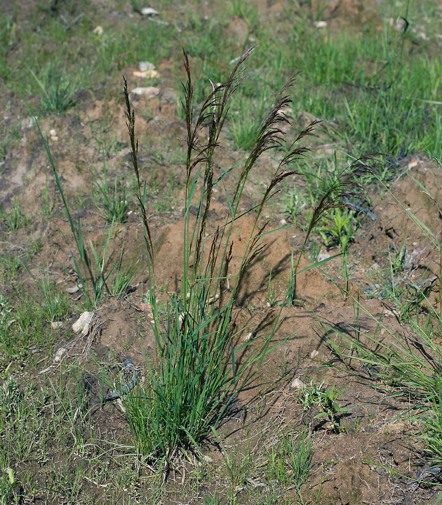 Изображение особи Deschampsia cespitosa.