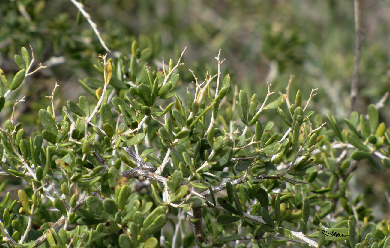 Image of Nitraria sibirica specimen.