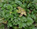 Pimpinella major