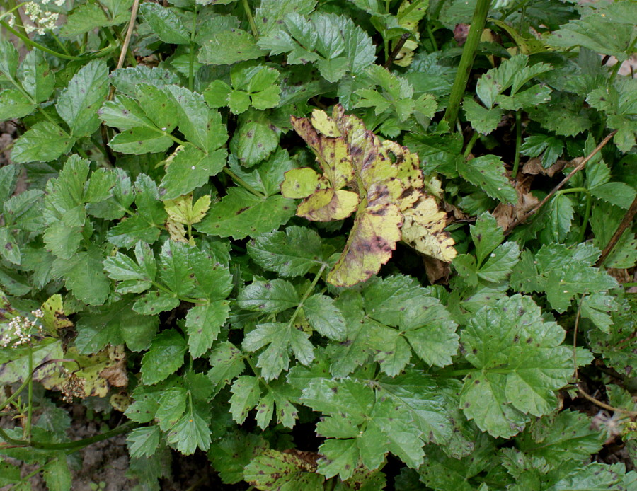 Изображение особи Pimpinella major.