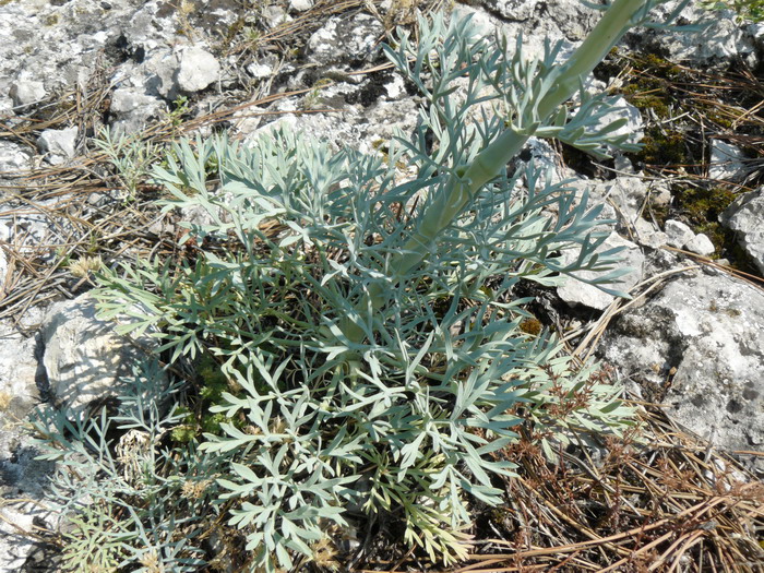 Image of Seseli gummiferum specimen.