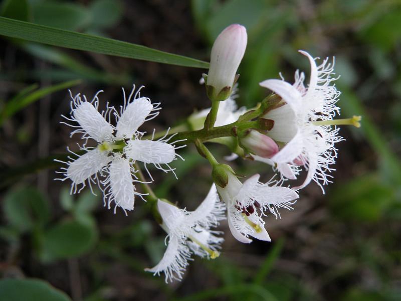 Image of Menyanthes trifoliata specimen.