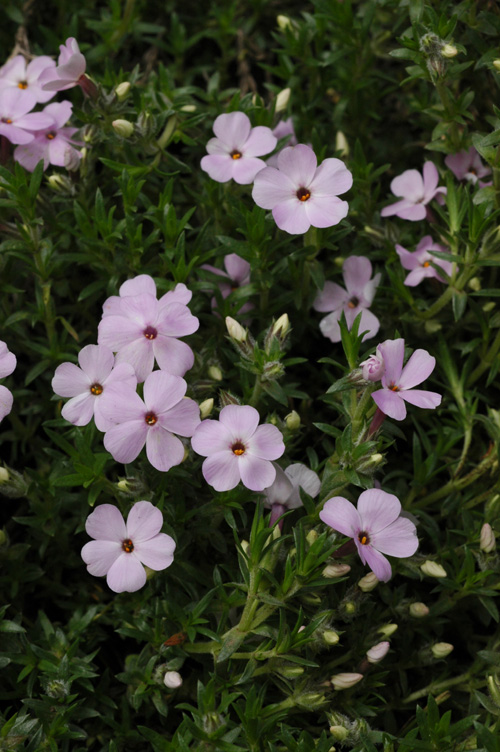 Изображение особи Phlox douglasii.