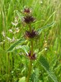 Phlomoides tuberosa