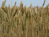 Triticum aestivum. Верхушки побегов с соплодиями. Белгородская обл., окрестности пос. Борисовка, поле у Острасьева Яра. 30.06.2009.