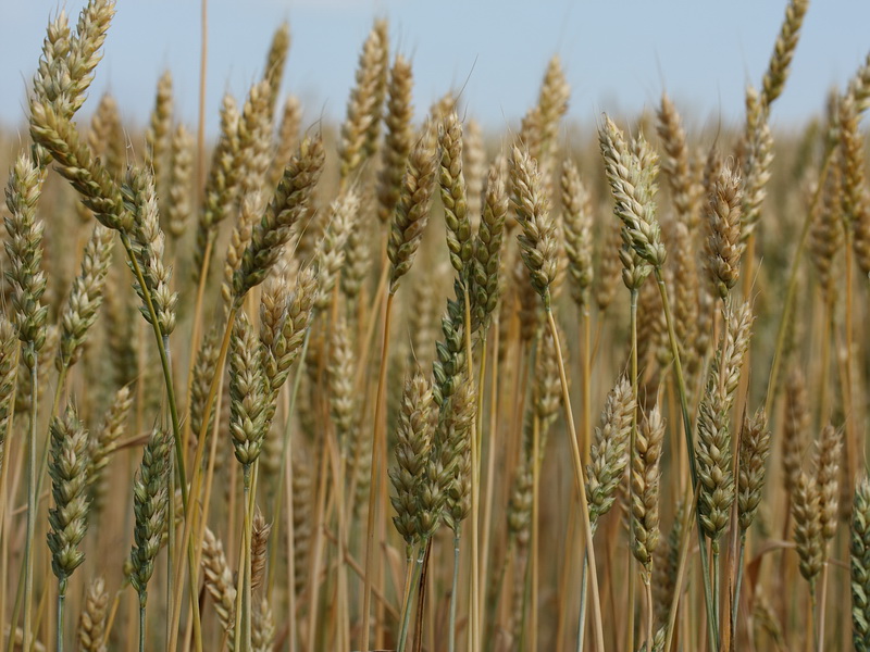 Изображение особи Triticum aestivum.