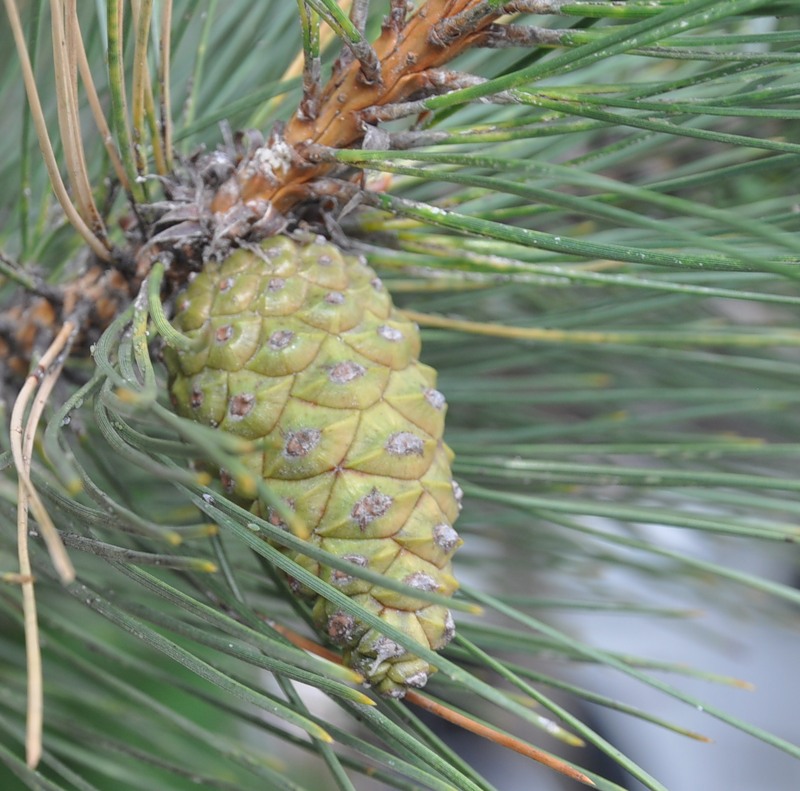 Image of Pinus pallasiana specimen.