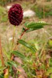 Sanguisorba officinalis. Соцветие и лист. Адыгея, плато Лаго-Наки. 17.09.2015.