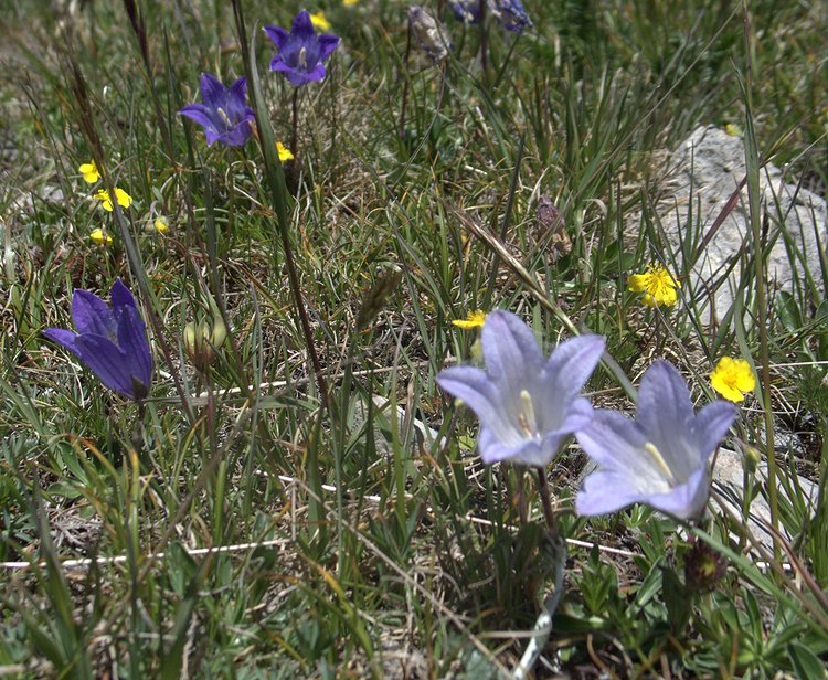 Image of Campanula biebersteiniana specimen.