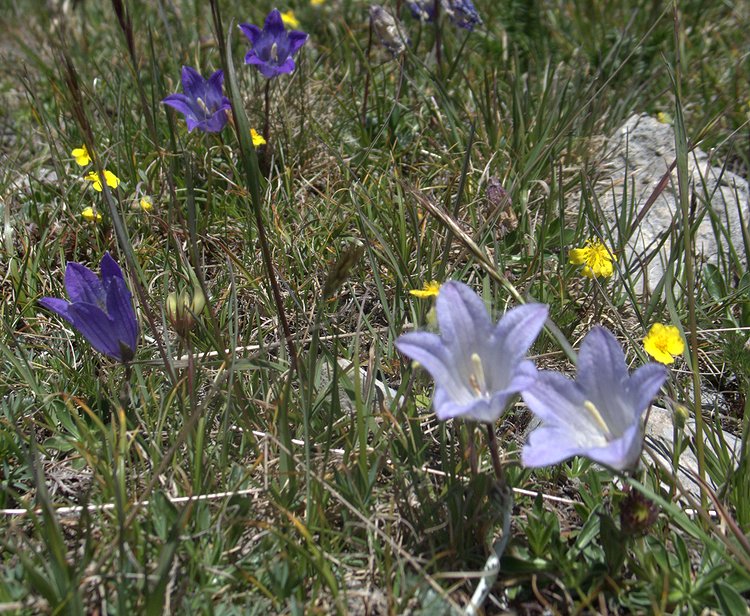 Изображение особи Campanula biebersteiniana.